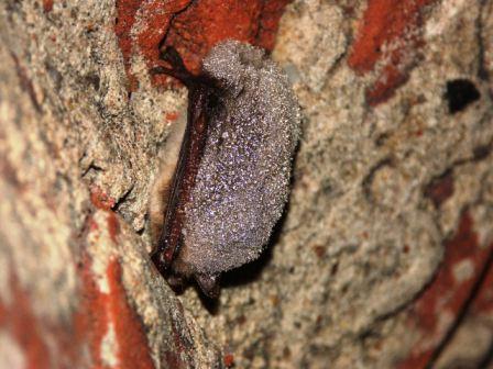 Wasserfledermaus mit Wassertropfen